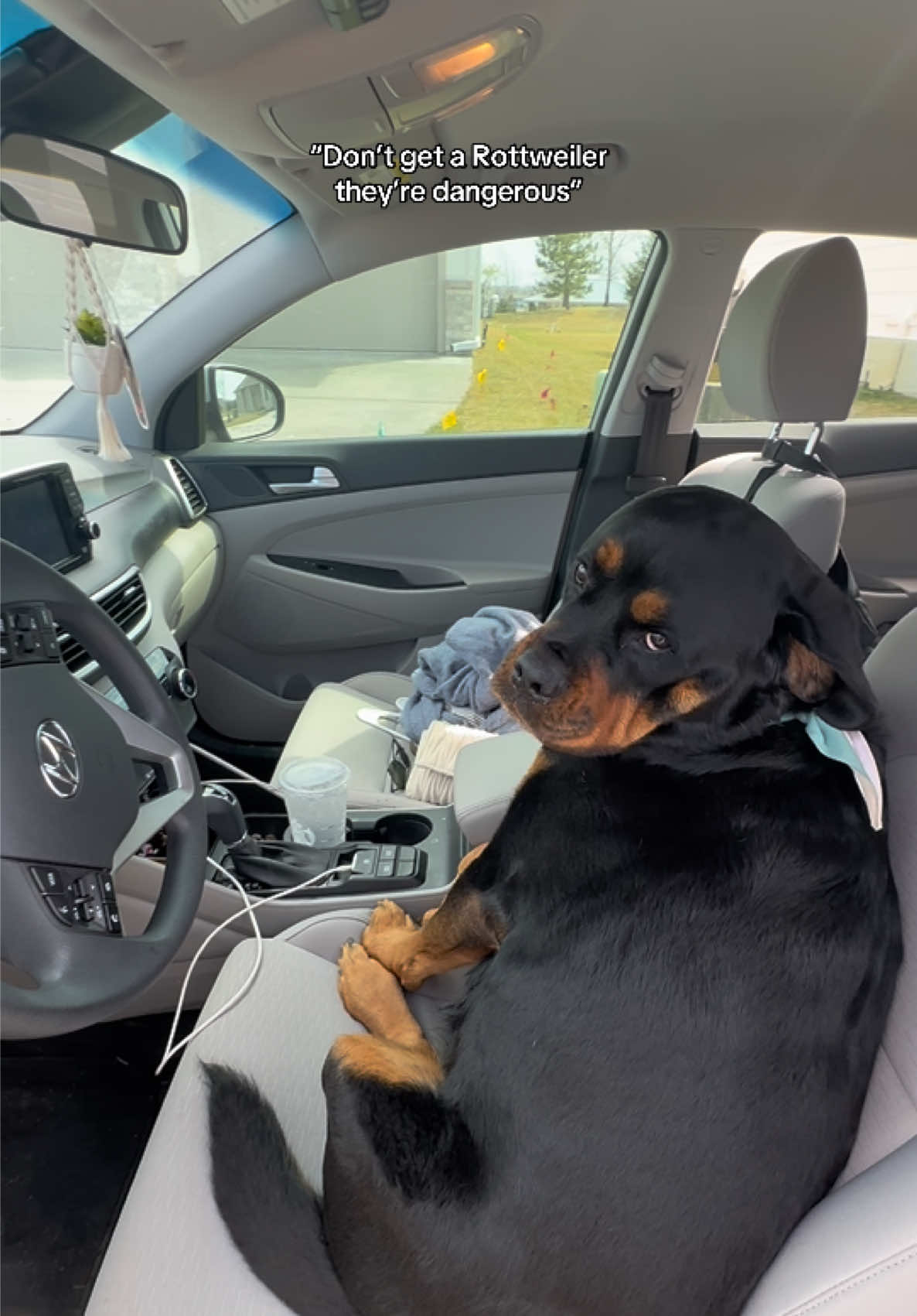 @Kasey the Rottie
