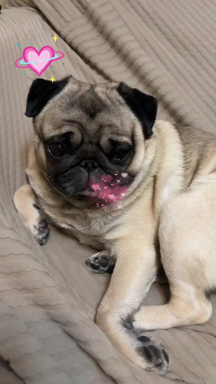 @Lolito pug carlino