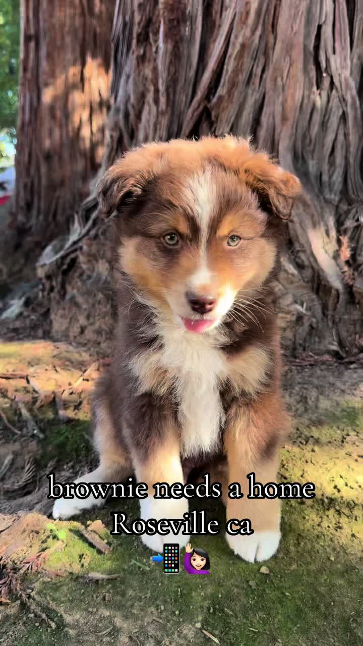 @sacramento__aussies916