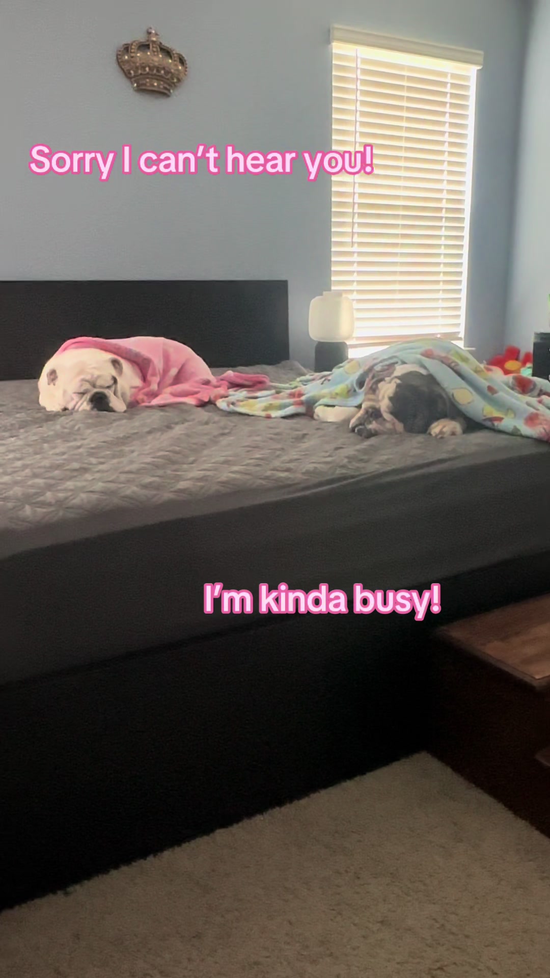 @Adventures of Buford & Bubbles