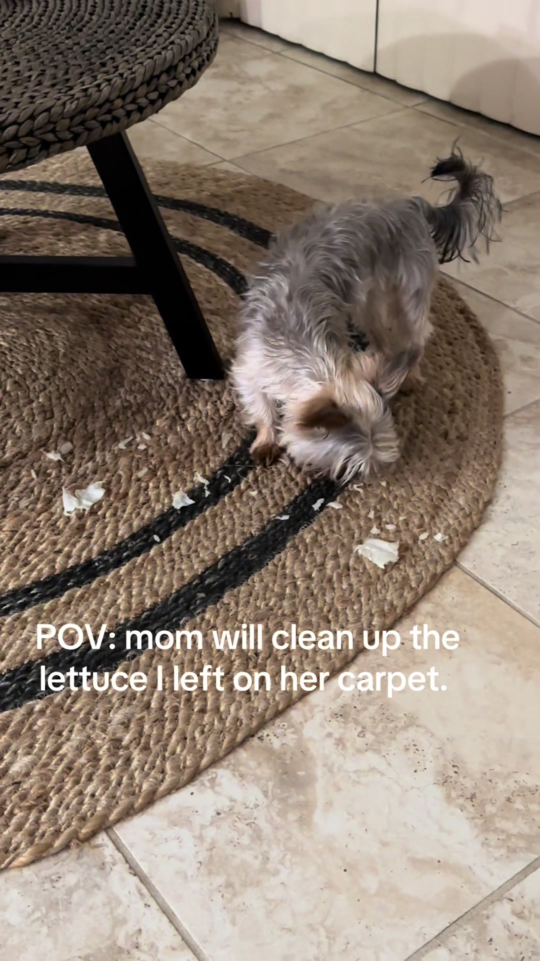 @Penny the Yorkie