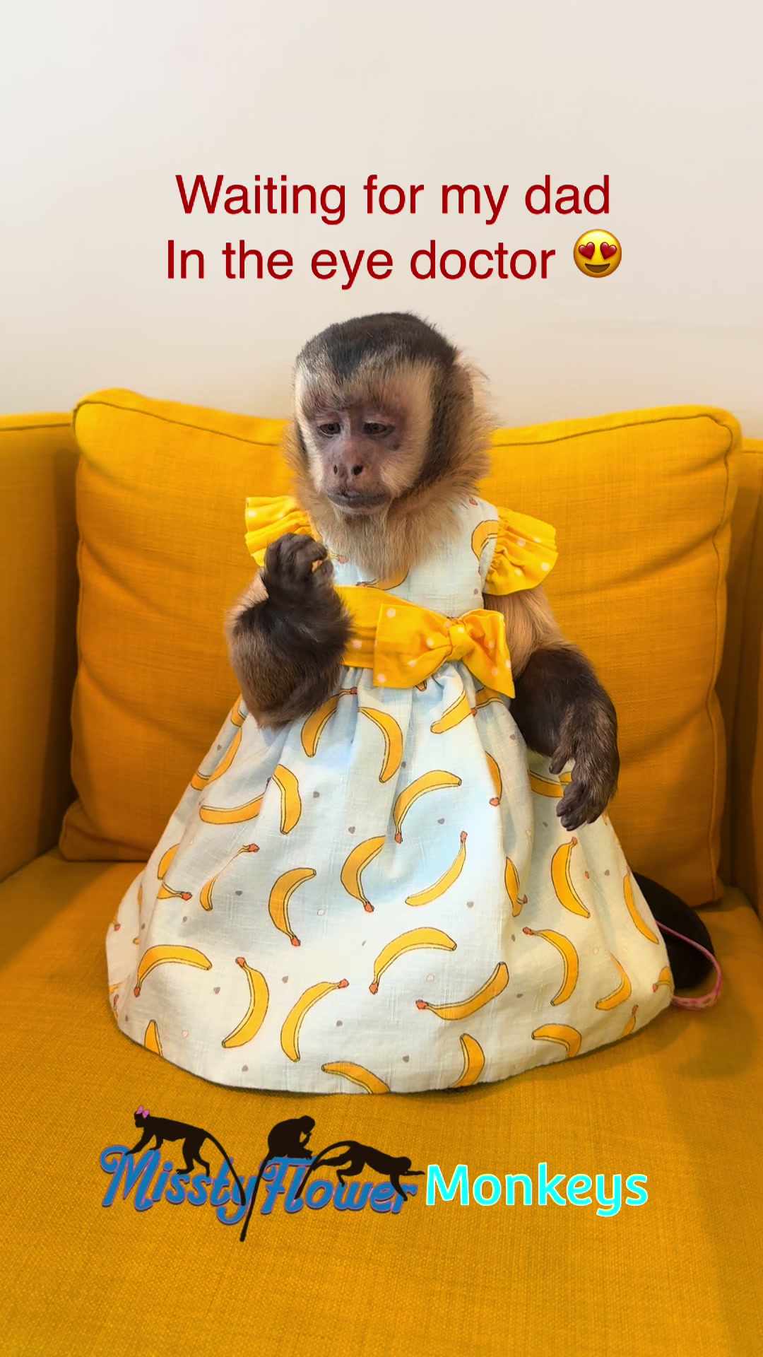 @MisstyFlower Monkeys