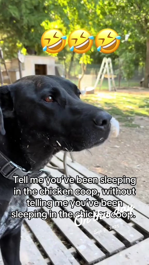 @NonniesFunnyFarm