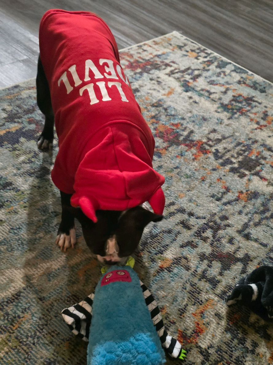 @Sir Leo the Terrier