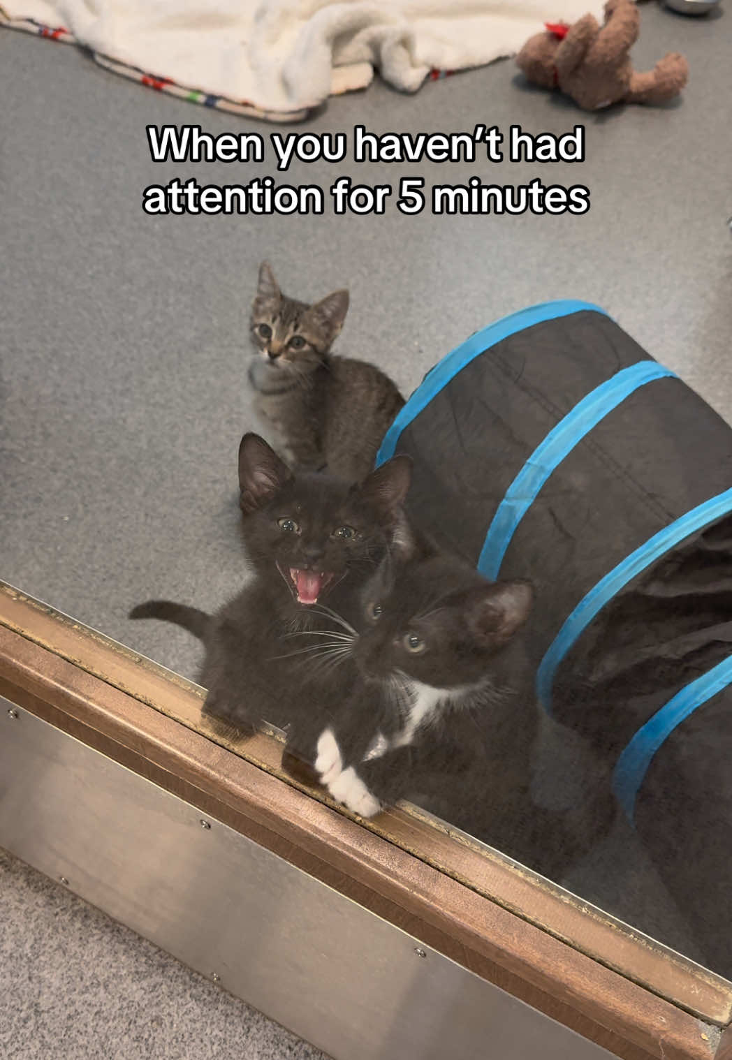 @Animal Friends Alliance