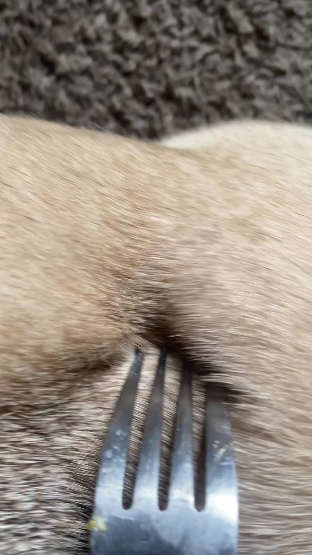 @pugloversuperhero