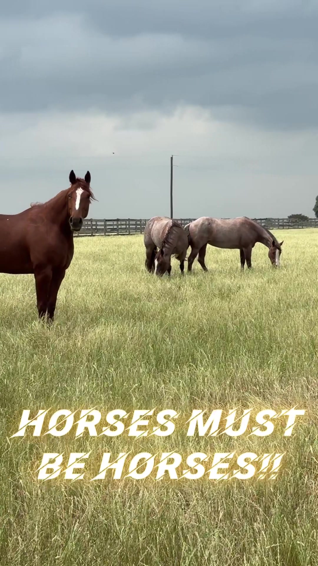 @rtabogacuttinghorses