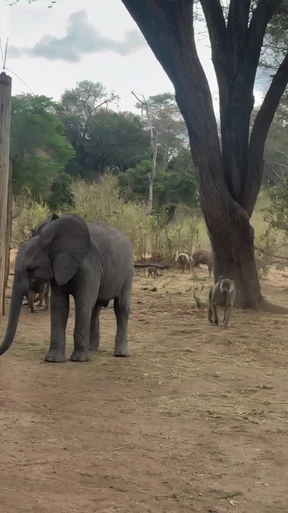@SheldrickTrust