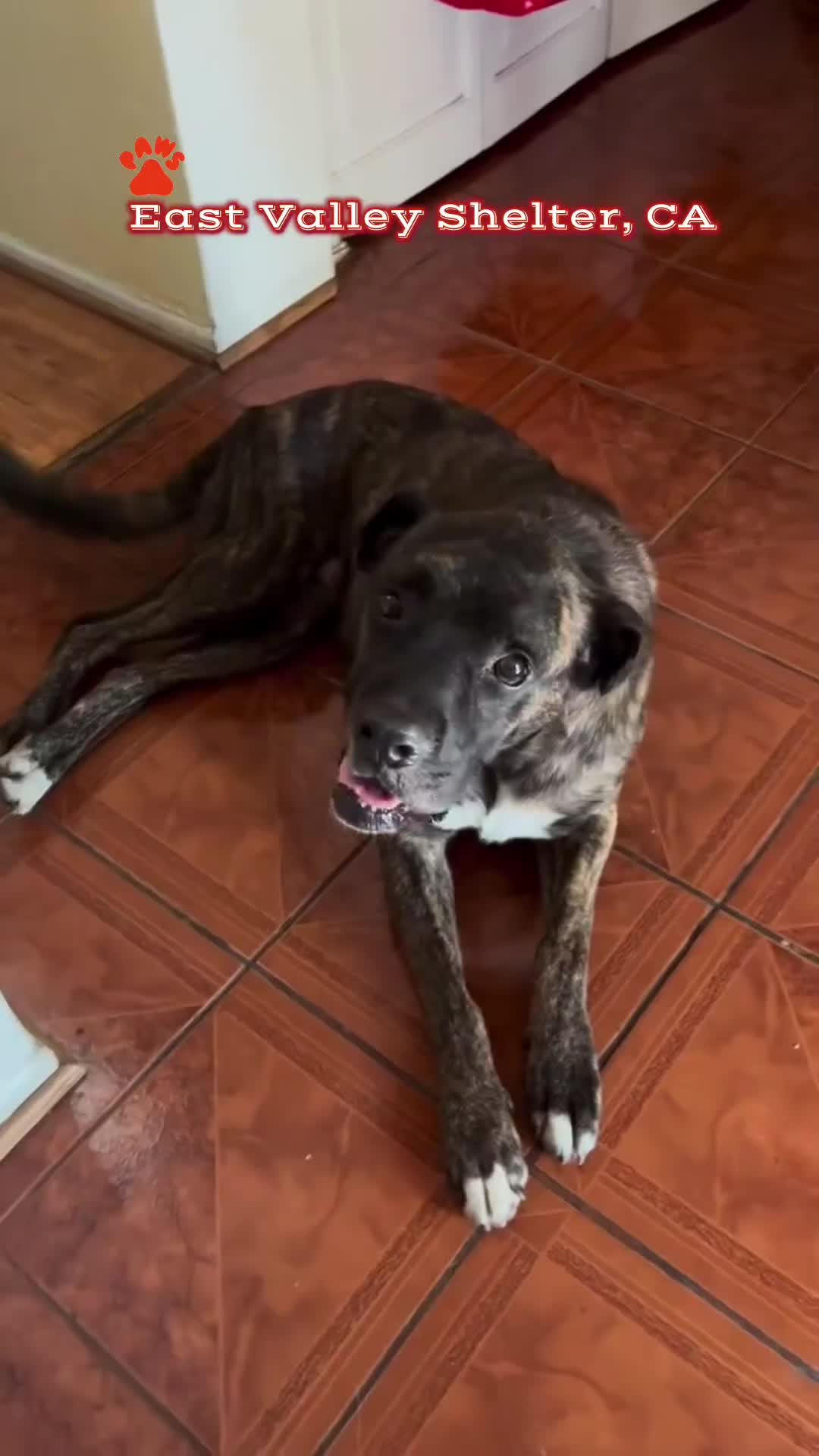 @Cane Corsos
