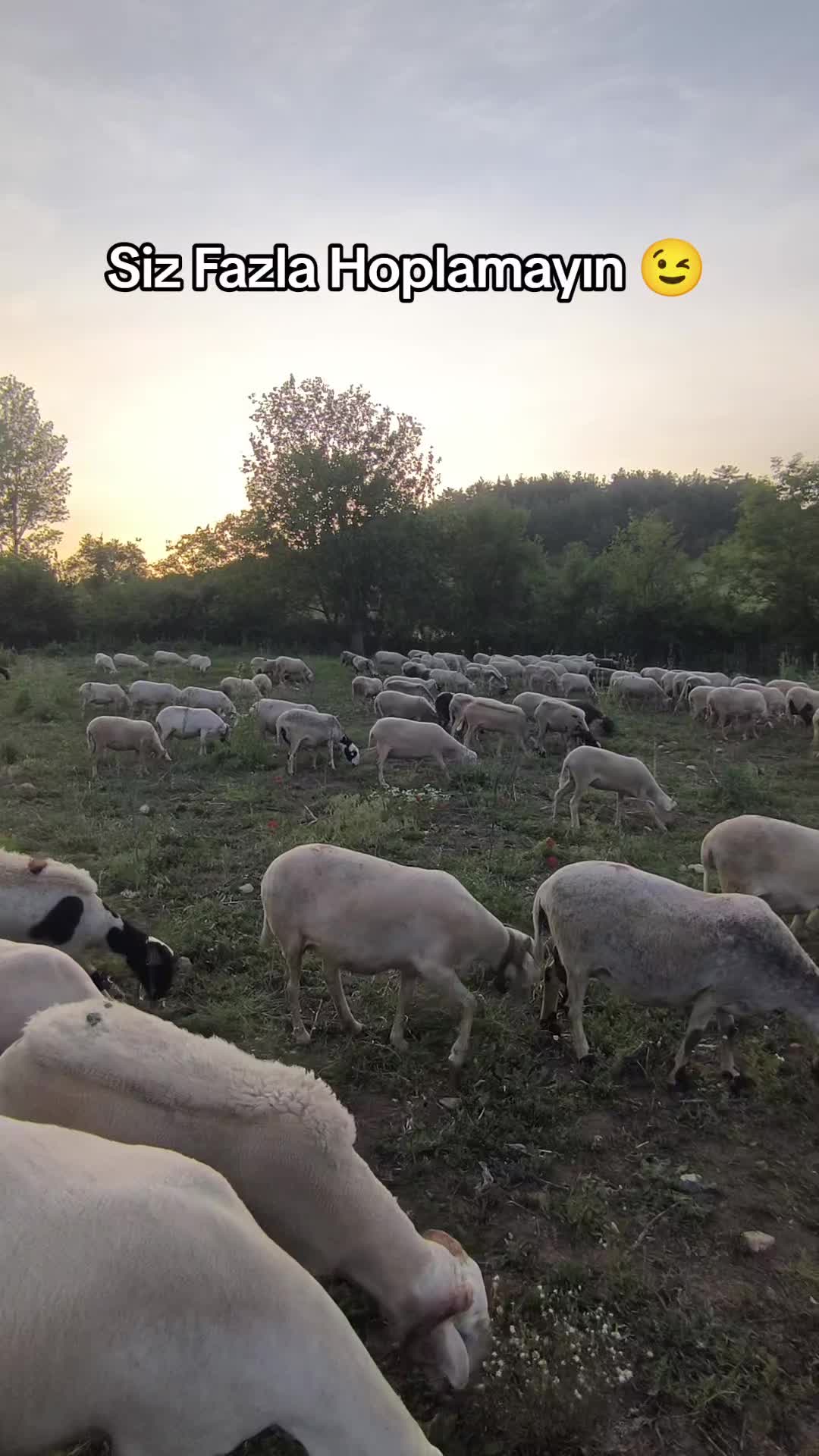@Halil Çakmak