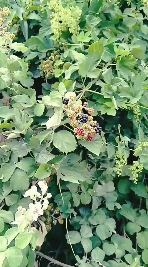 @agdas_tort_sifarisi_sema