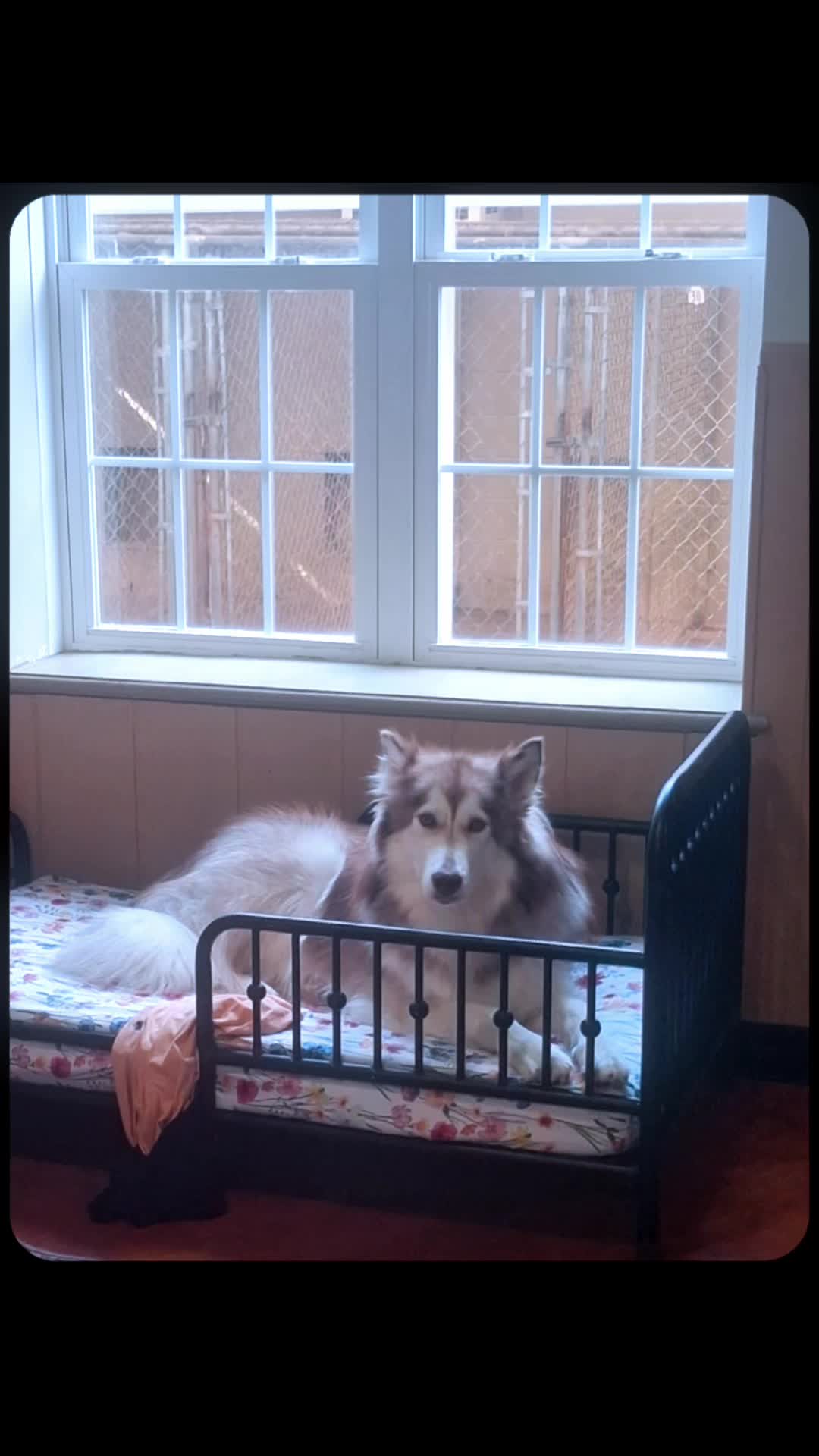 @Mountain Run Kennel