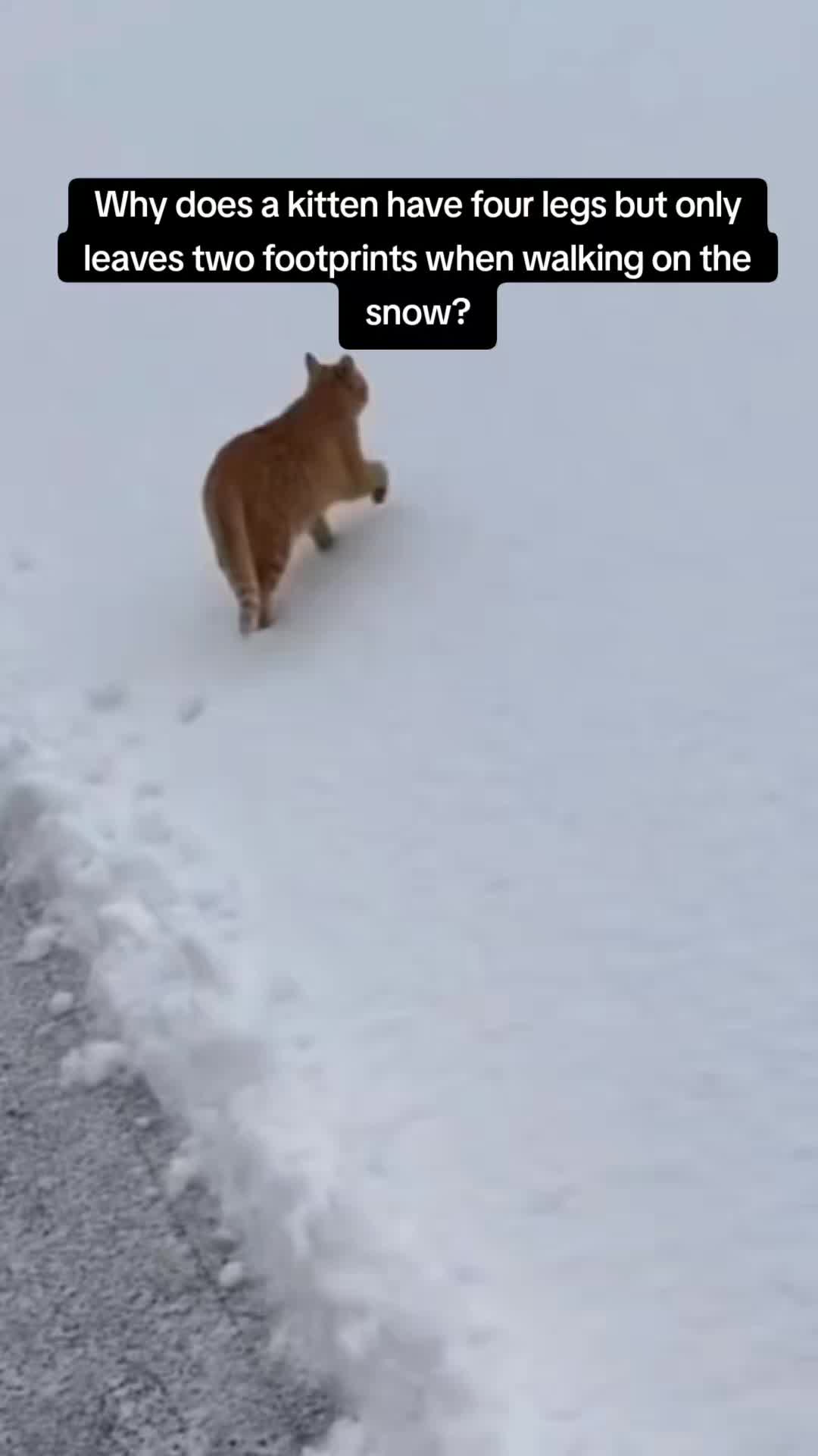 @catnipcrazee