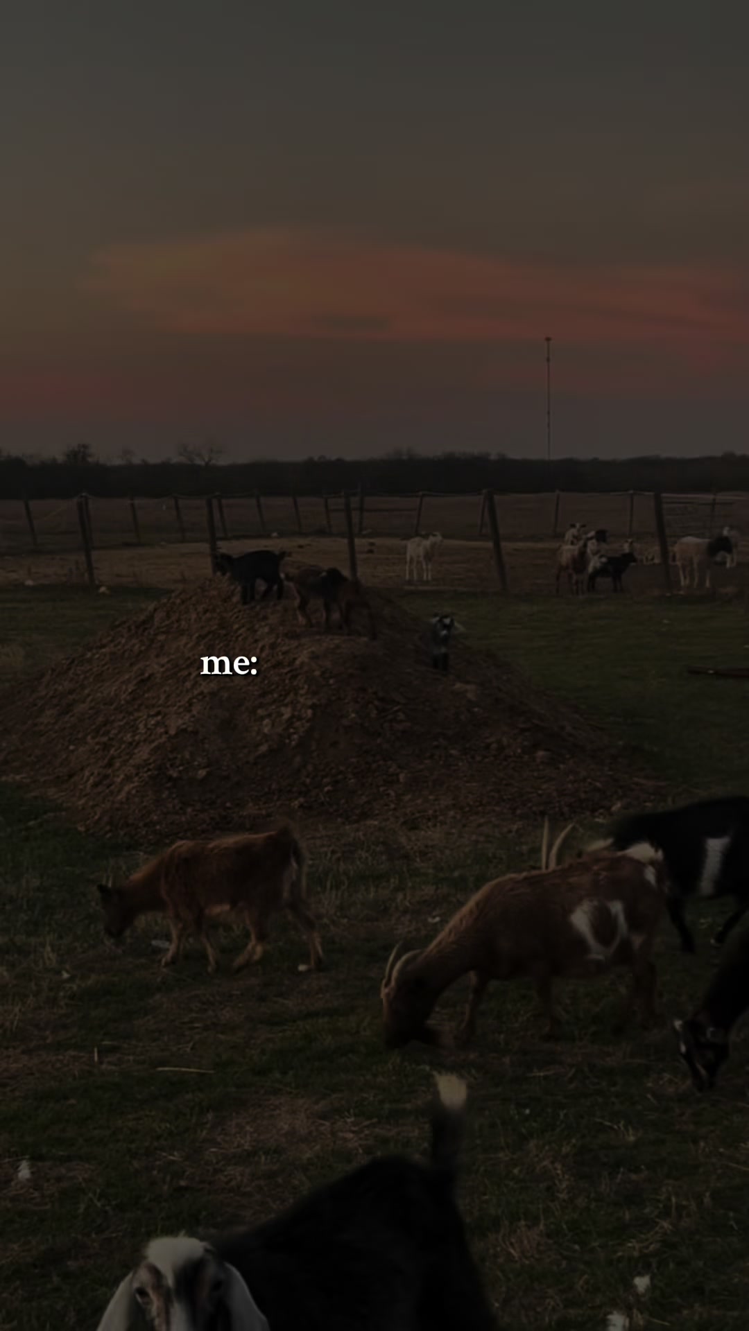 @Brewer Farms TX