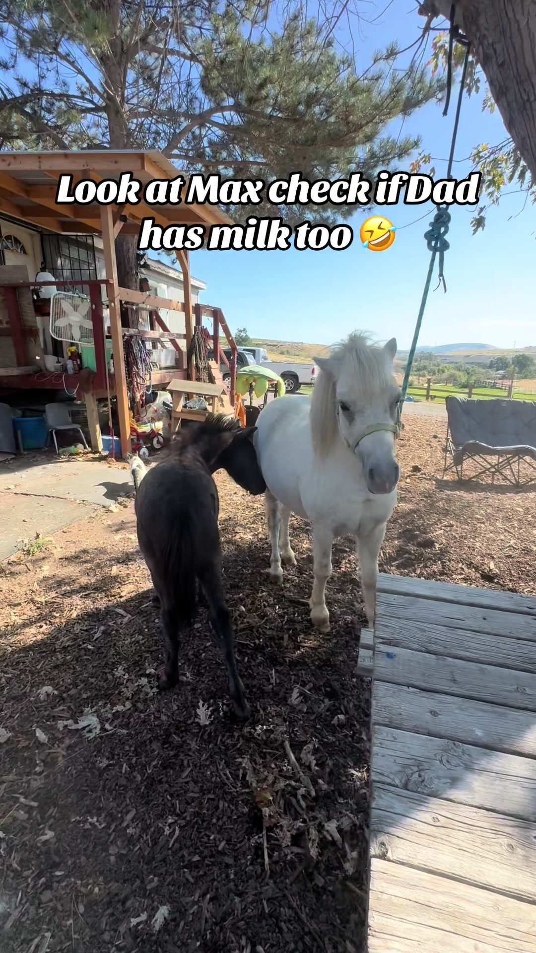 @Hot Sauce the Mini horse 🐎