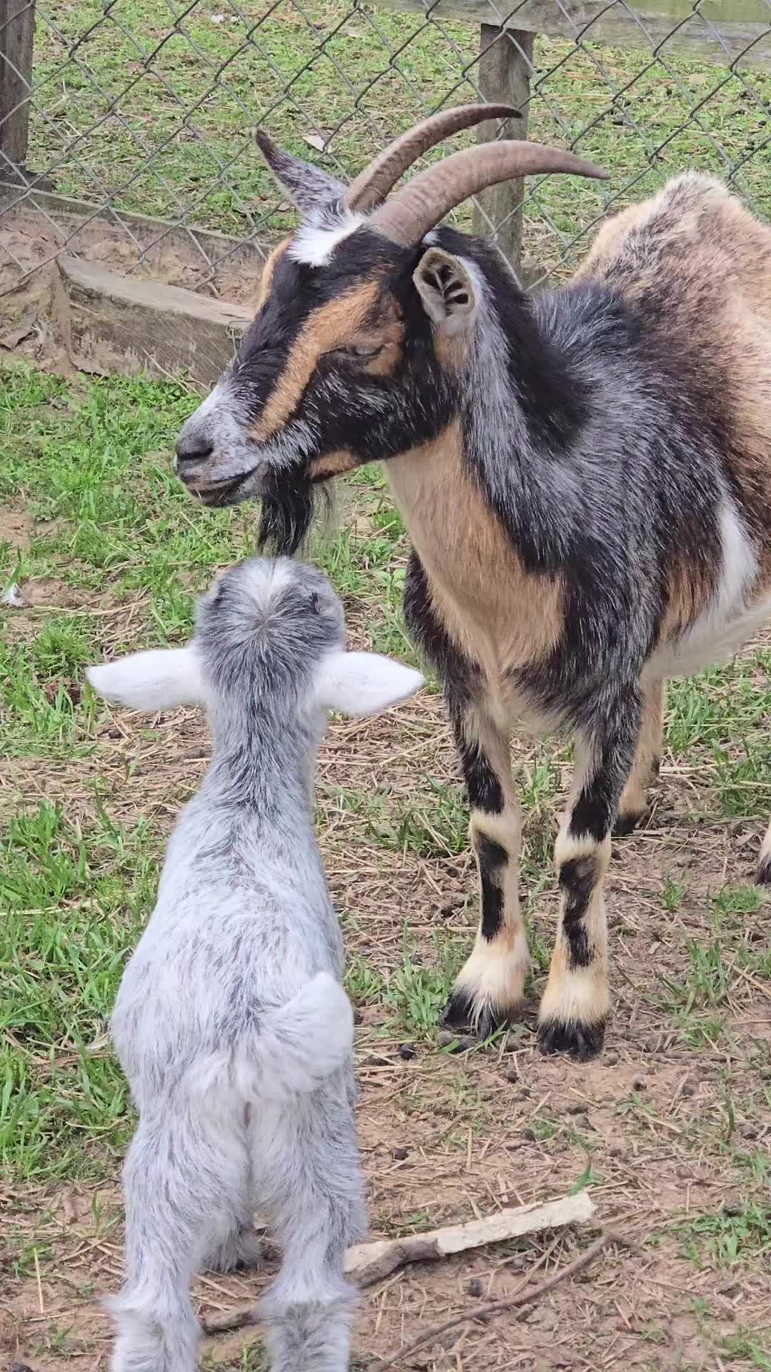 @Fairytale Farm