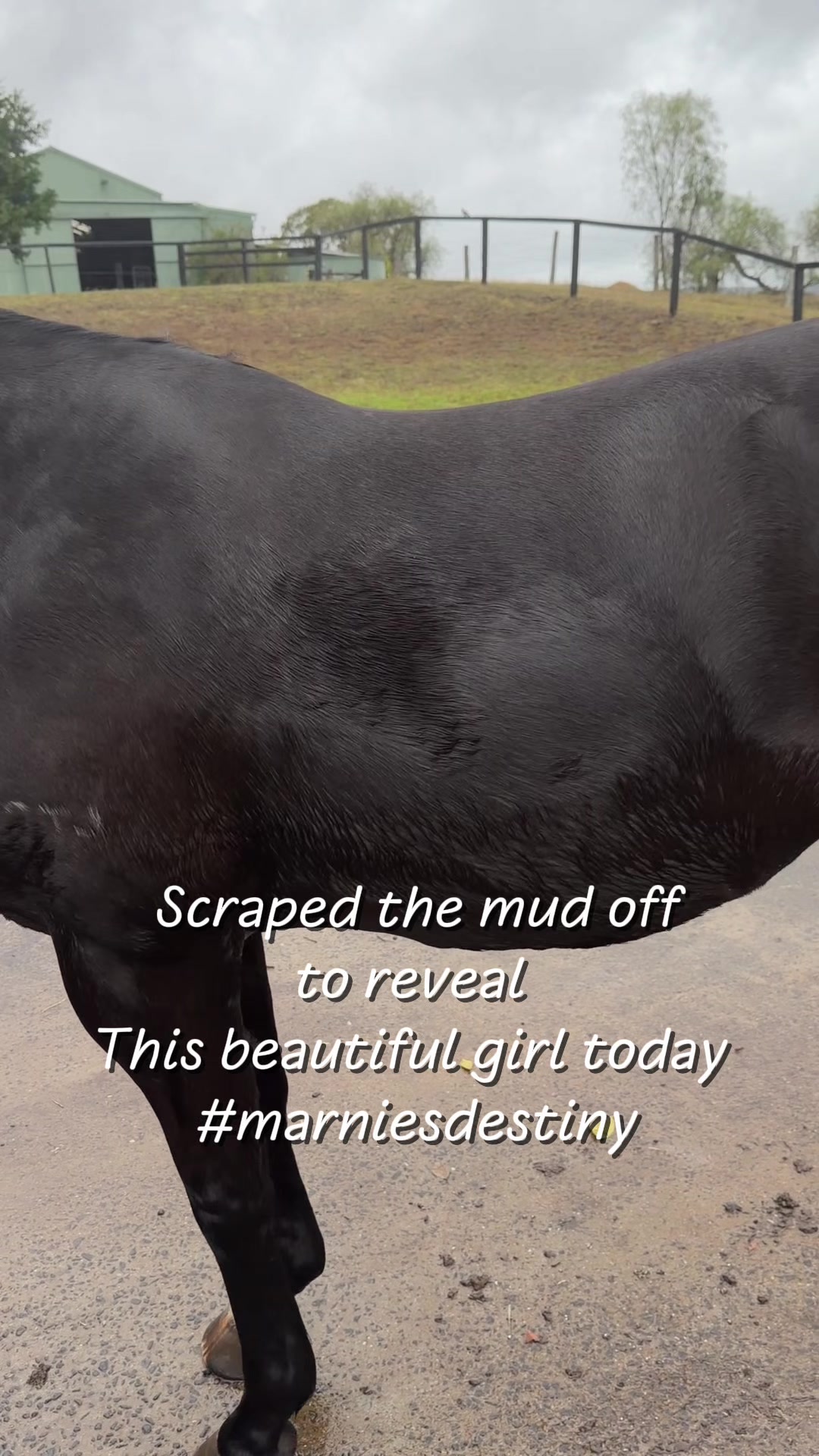 @KimDaleyhorsemanship