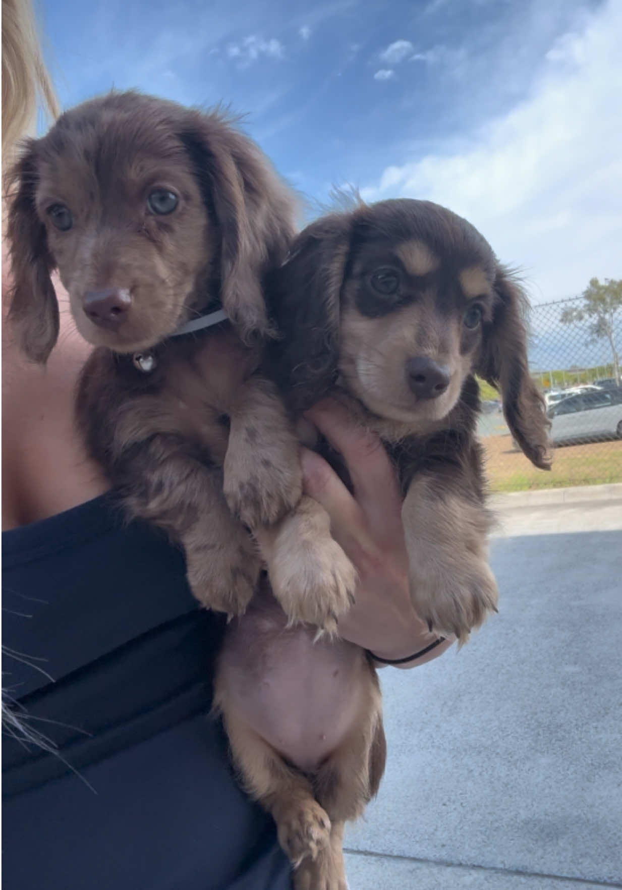 @Dachshund Dynasty