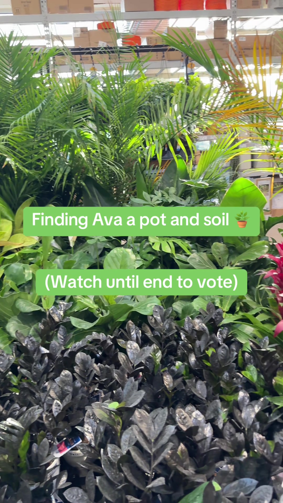 @Niki P - Ava’s Mom 🥑🌱