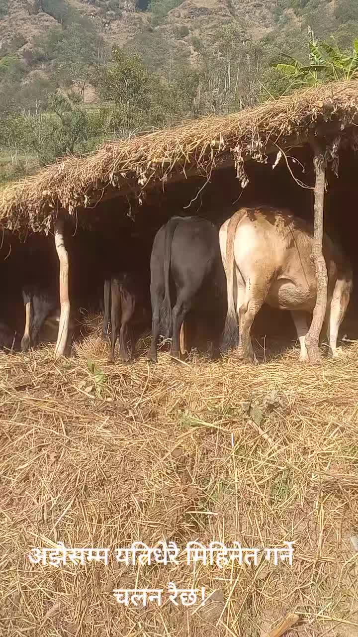 @❣️अर्काओ बुढी लभर