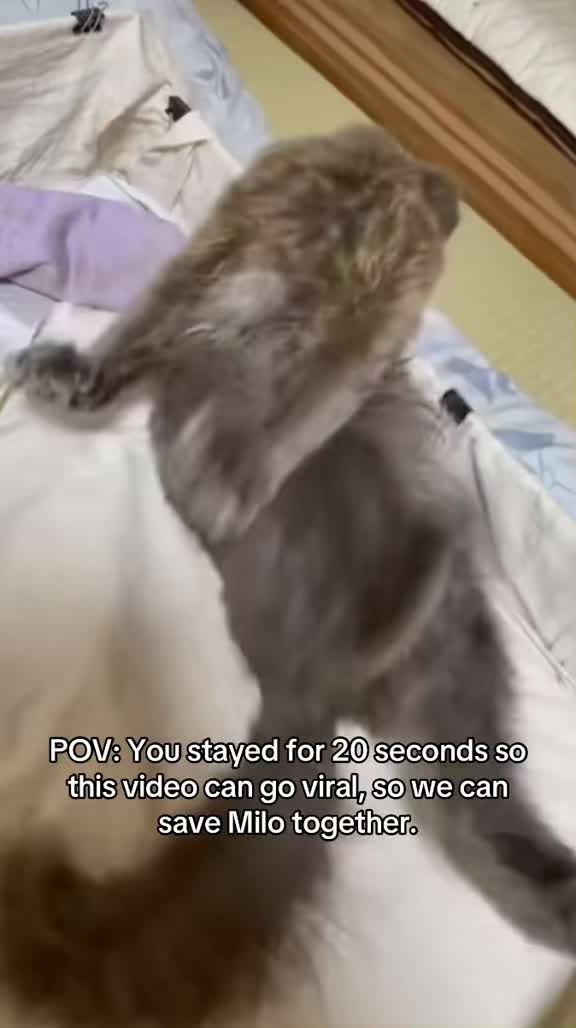 @Milo the Cat 🐾