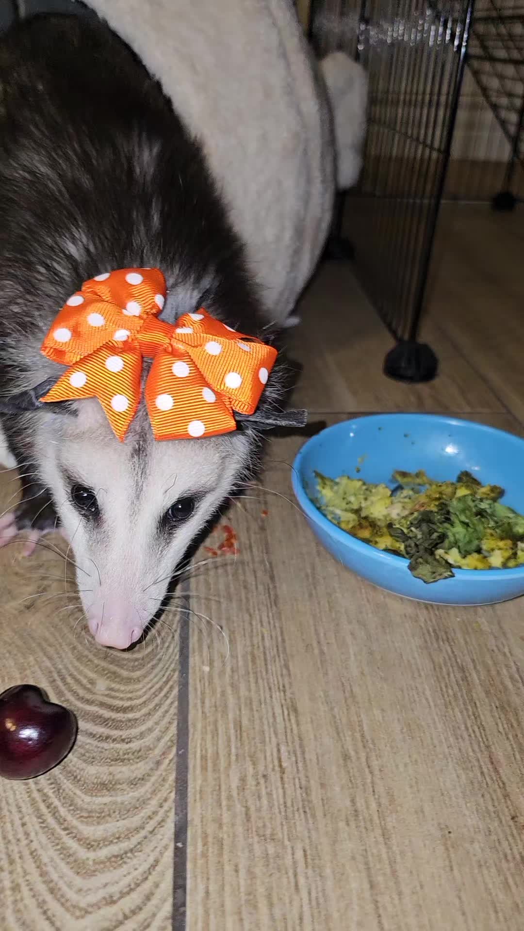 @OPOSSUMDAWGMOM