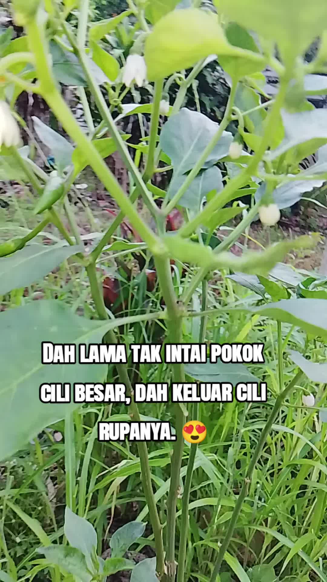 @Syufiz