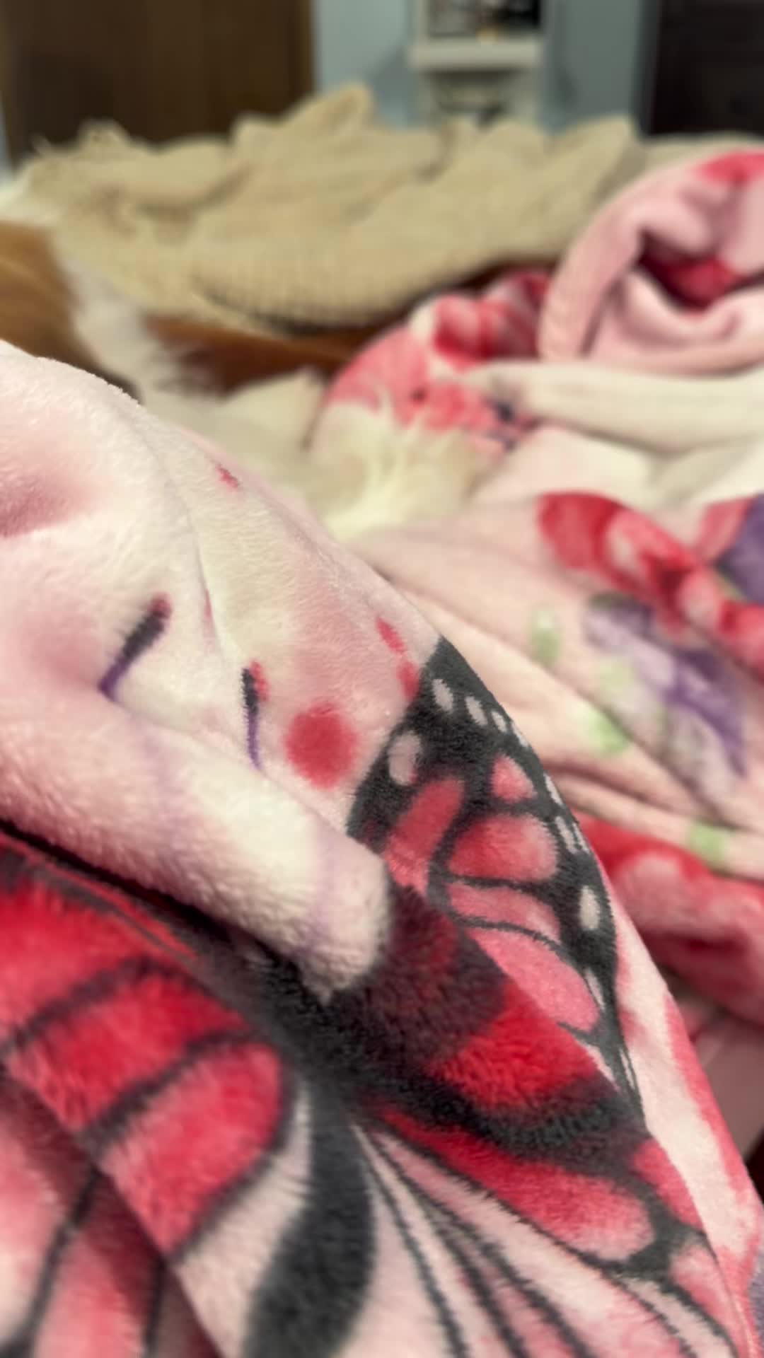 @Crisp&iacute;n_y_mia_shihtzu_puppies.