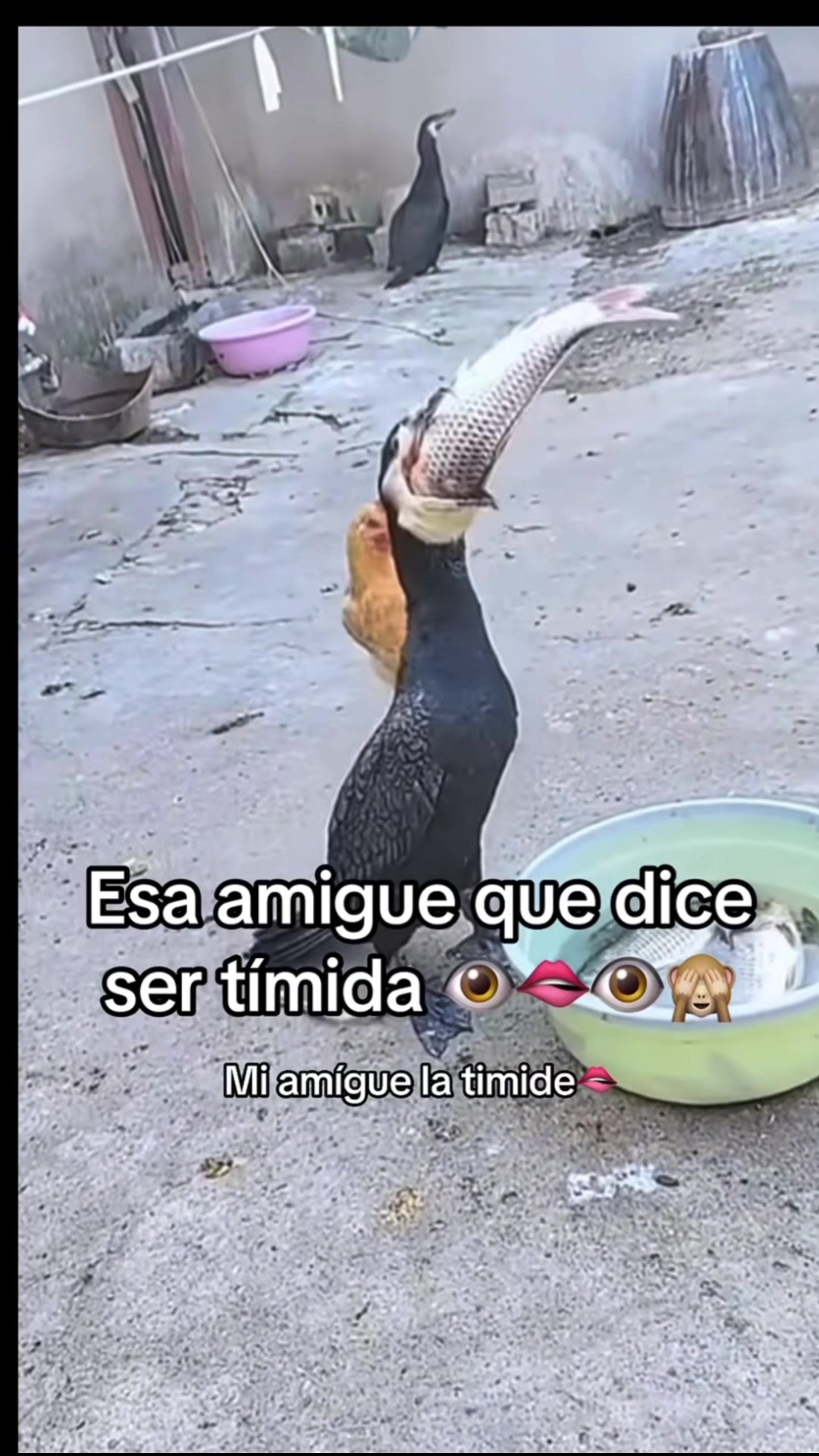 @Hbabi6