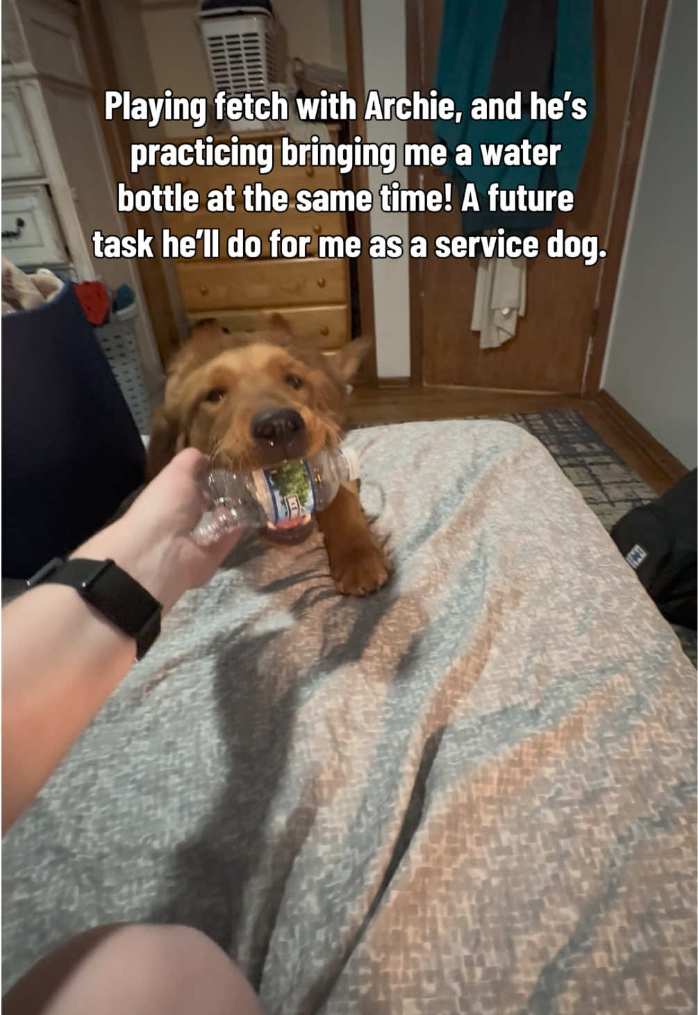 @potsiewithdogs