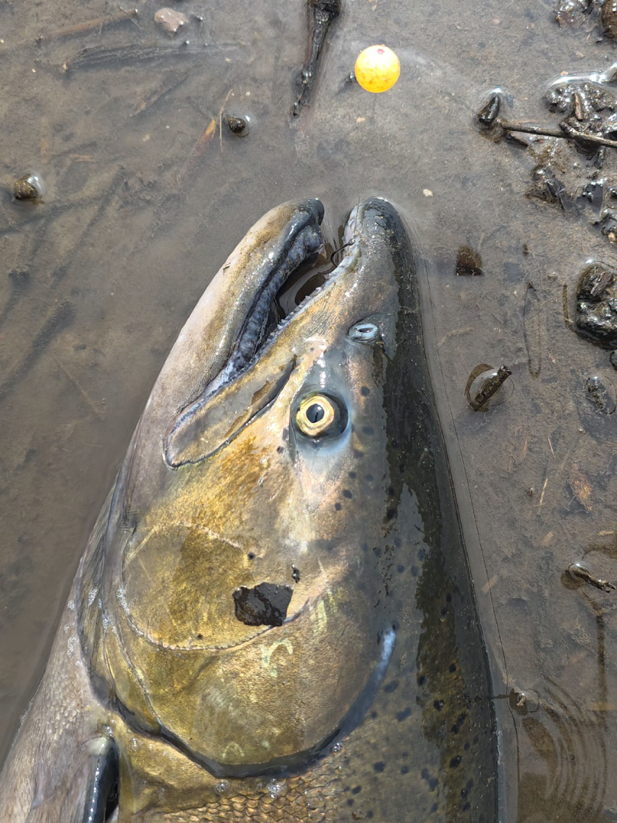 @the360angler