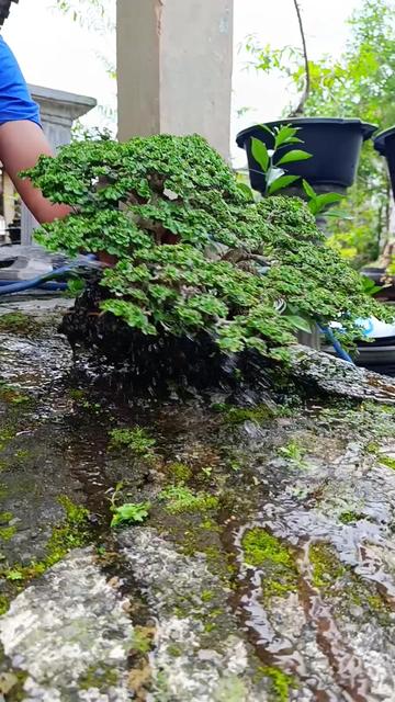 @Yanubonsai