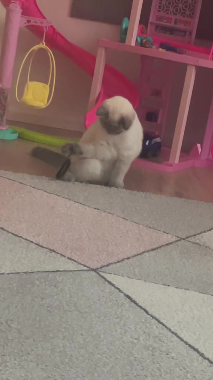 @тгк: Бриковна🎀🐰