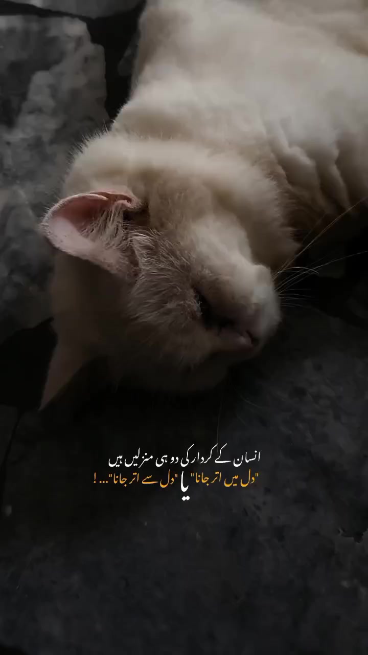 @Aesthetic Vibes
