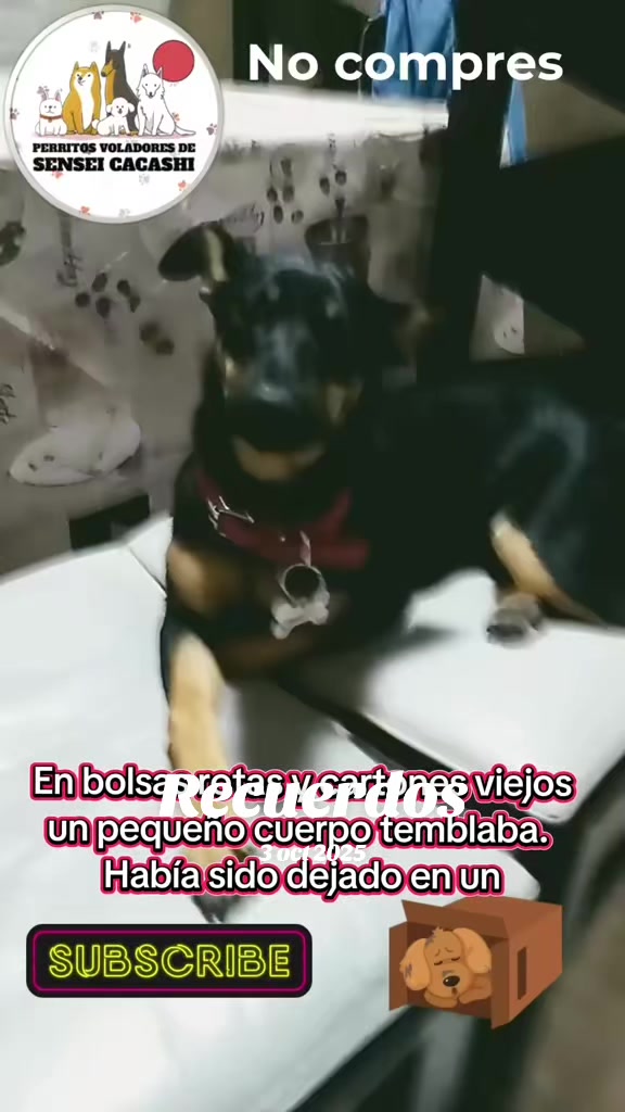 @Perritos Voladores