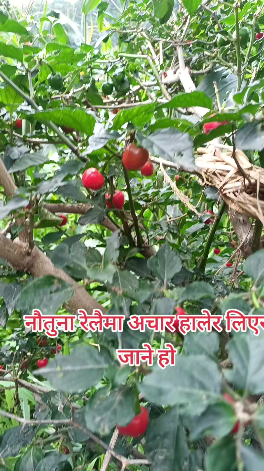 @sunita adhikari🇳🇵🇳🇵