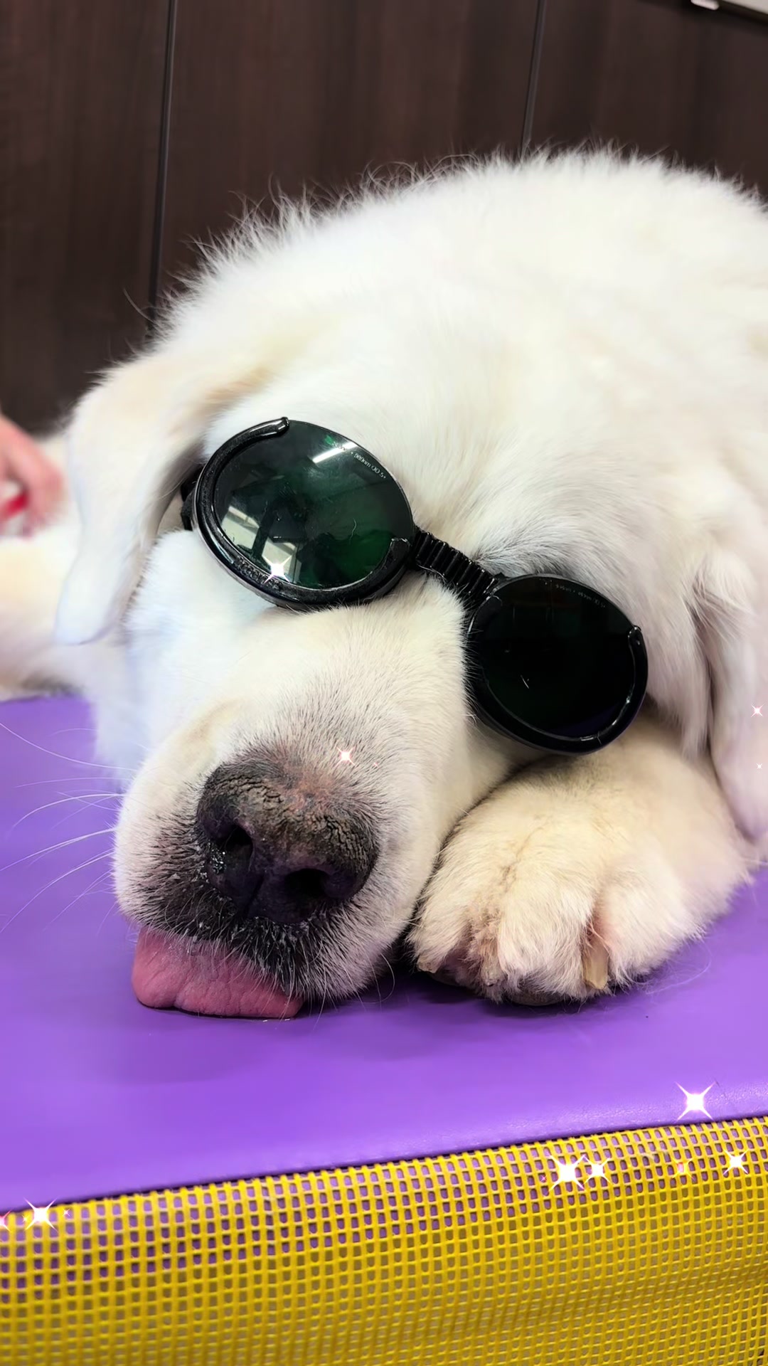 @BW.K9.Rehab🇨🇦