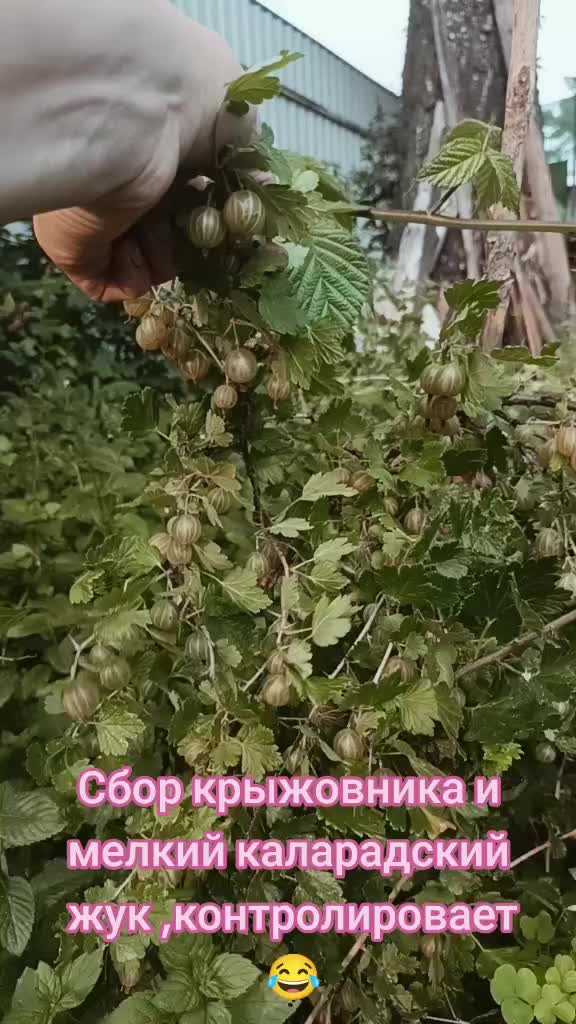 @Anastasia Zanoza_7_7_2
