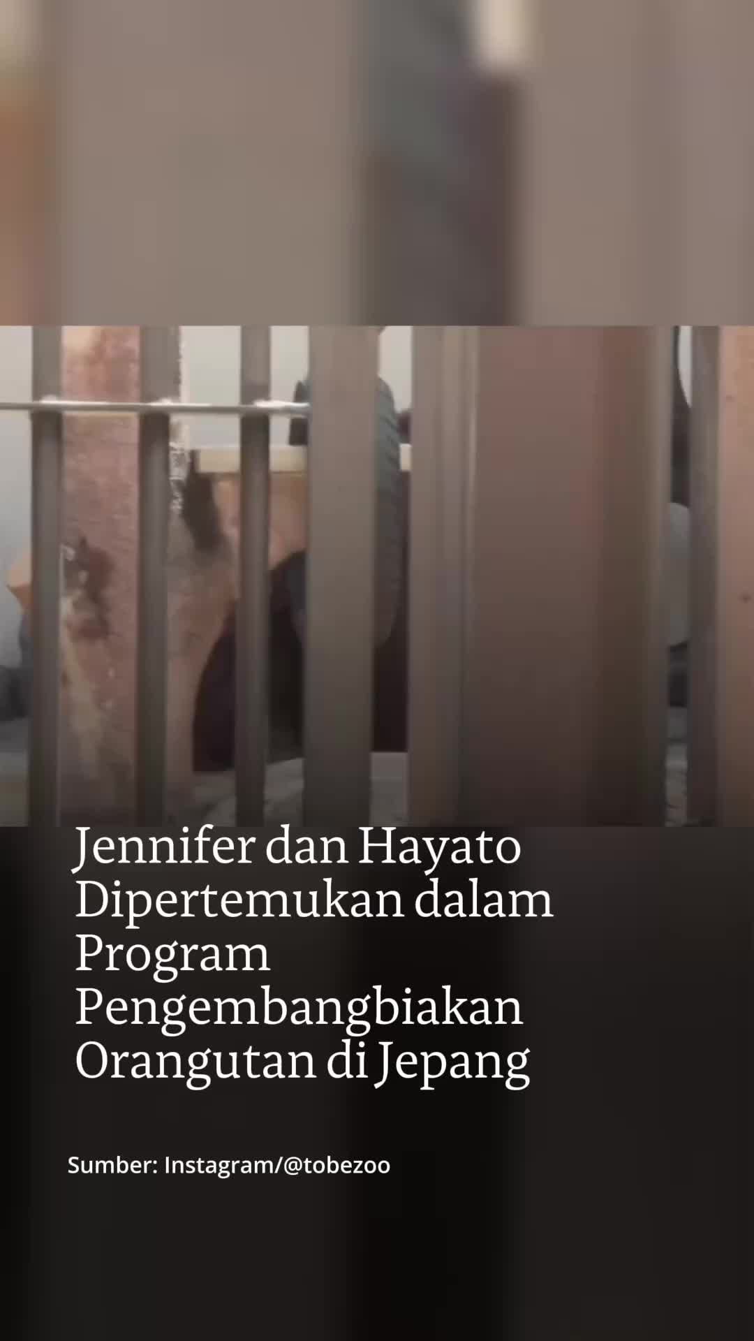 @mongabayindonesia