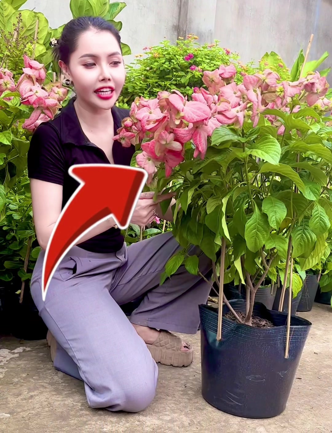 @Tiệm Lá Nhỏ