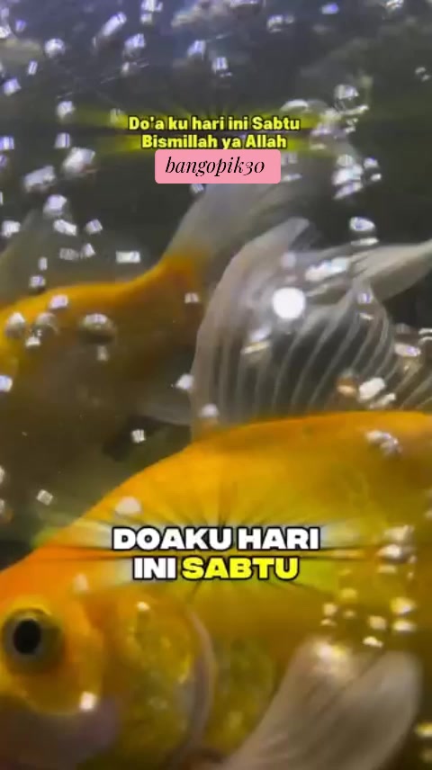 @bang opik