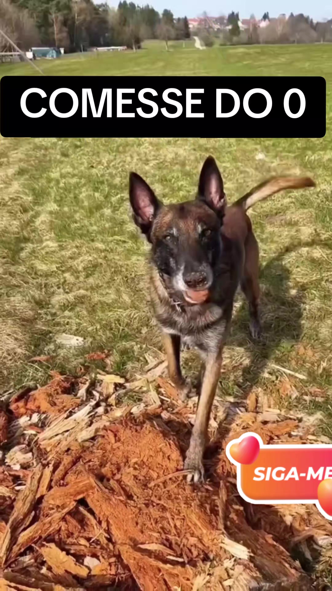 @cachorro de pobre