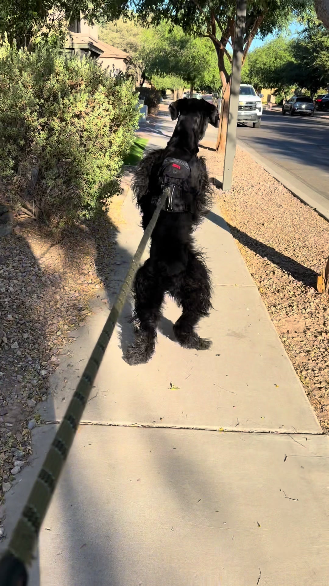 @Fiona Walks