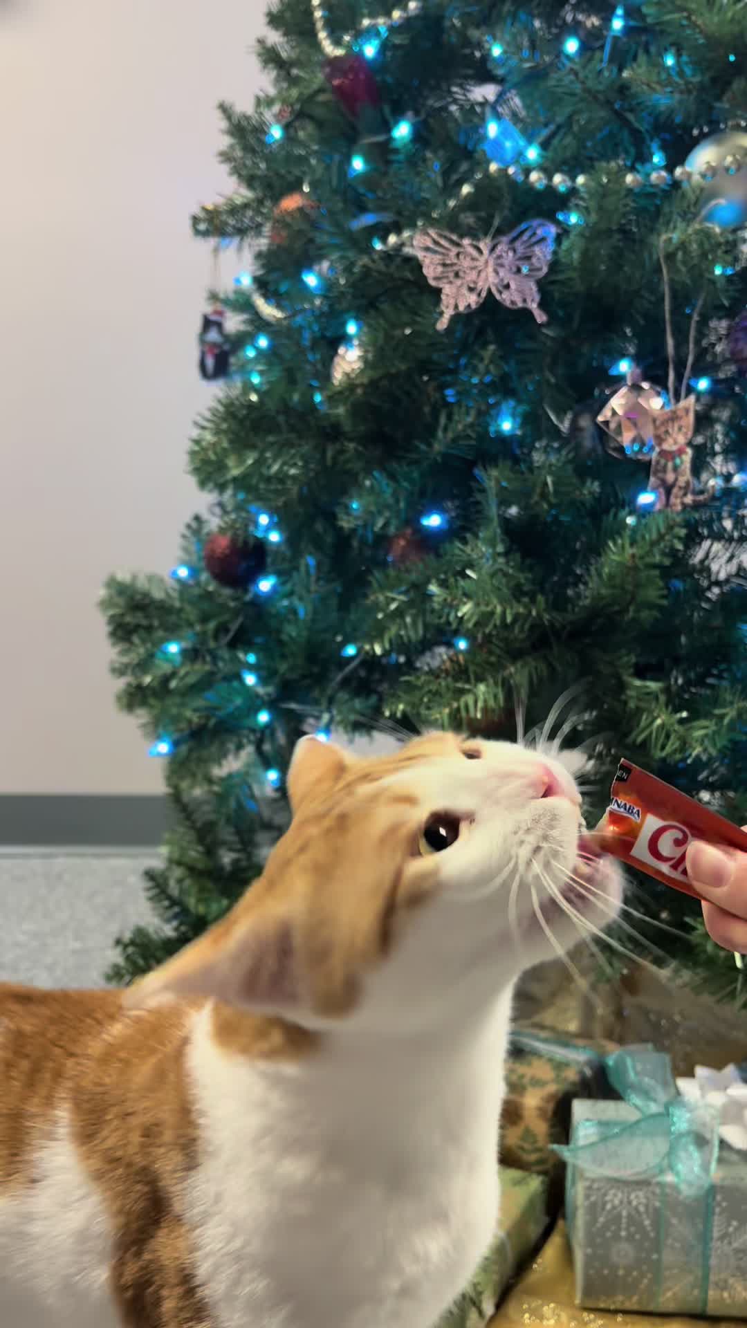 @The Fur Seasons Feline Rescue