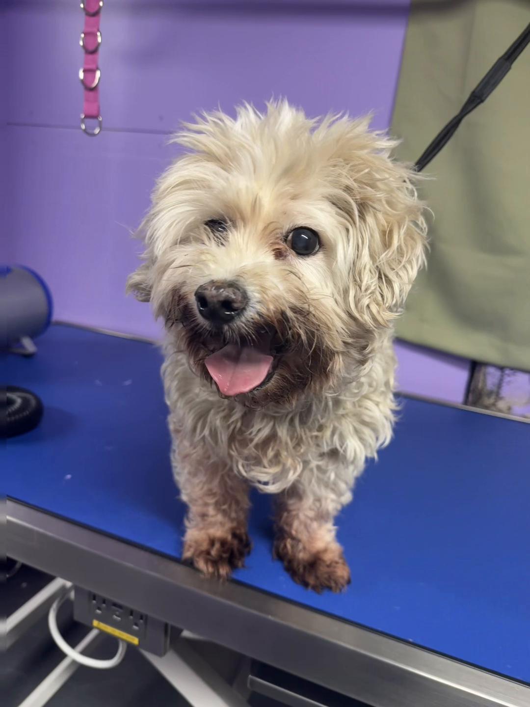@Endless Pawibilities