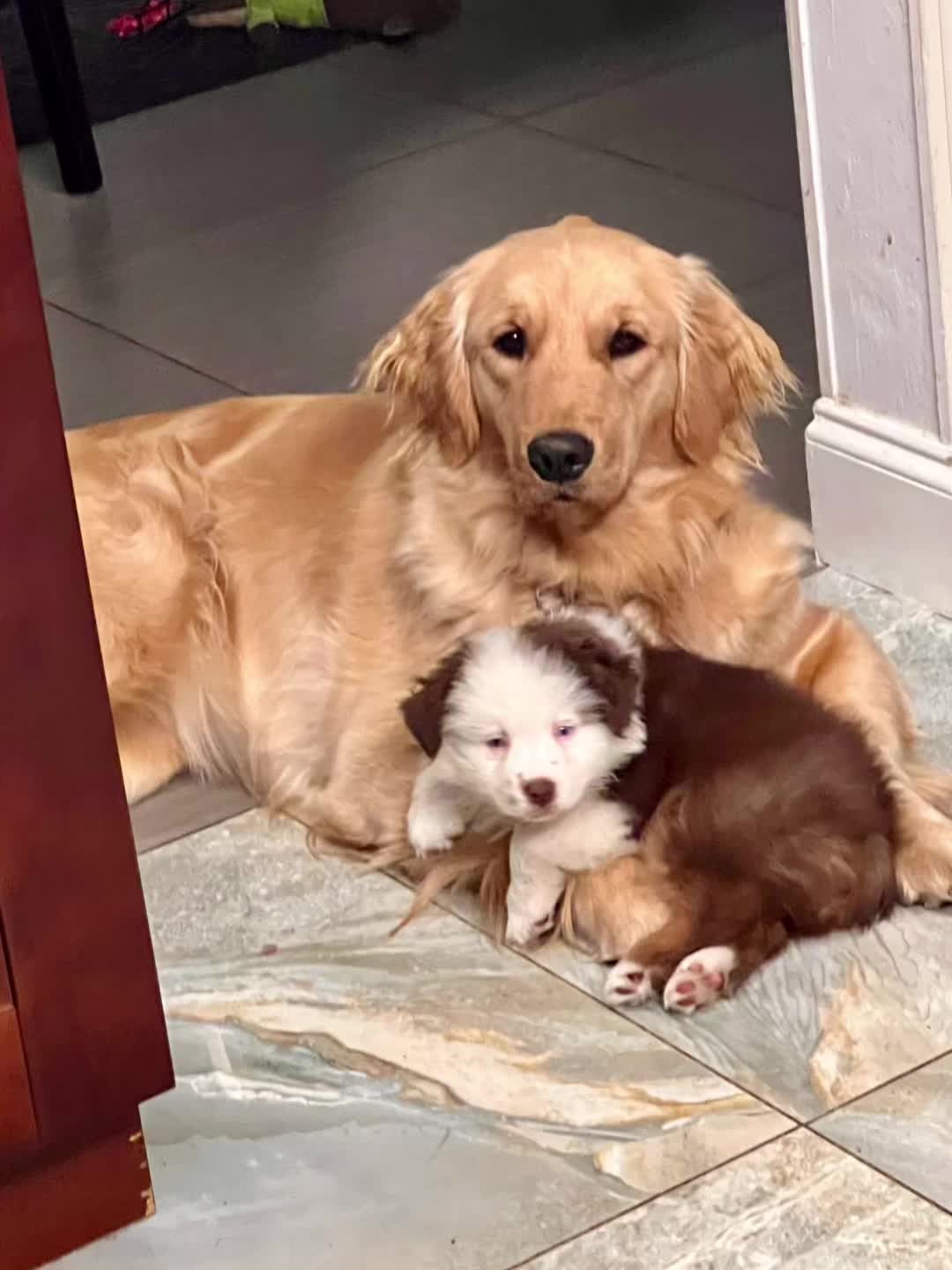 @RobertHouseDoglife
