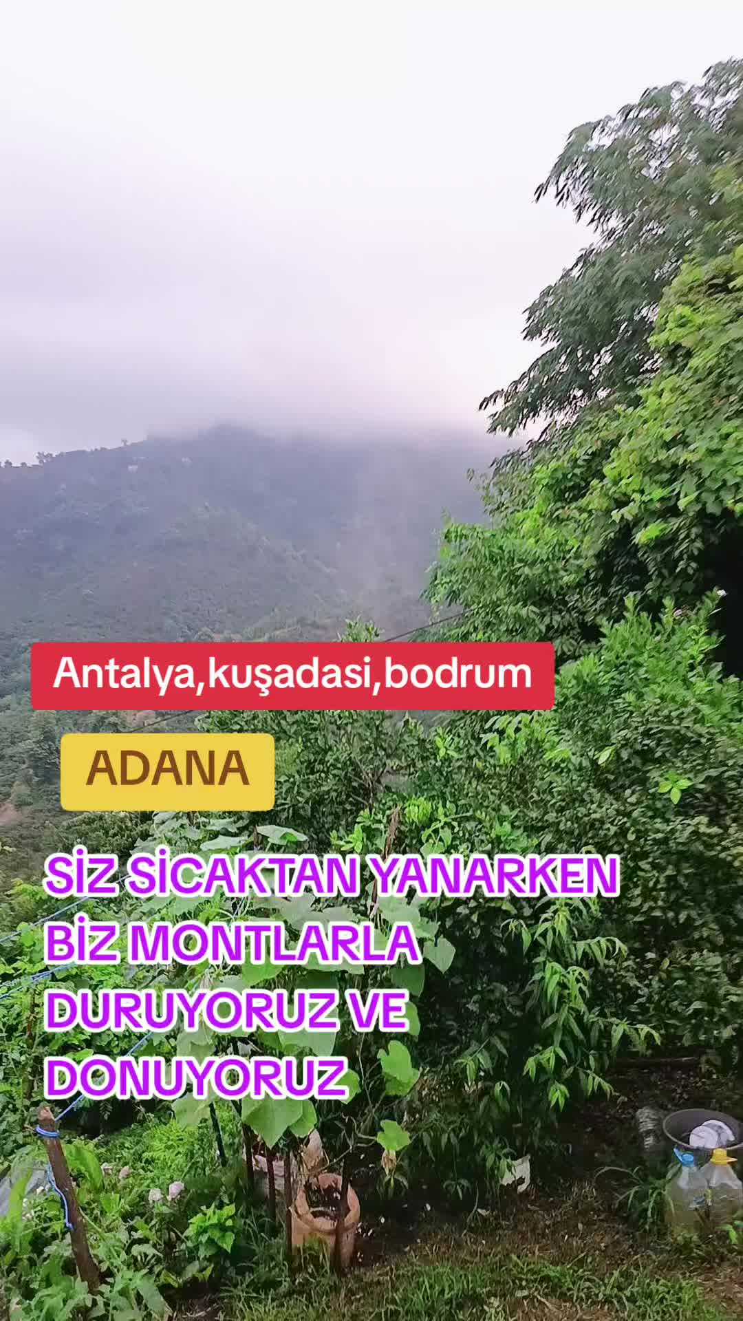 @KRALİYET ÇİTASİ