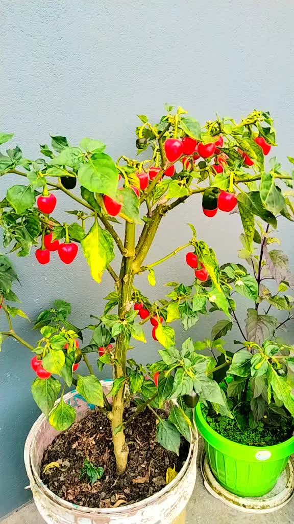 @bhumika