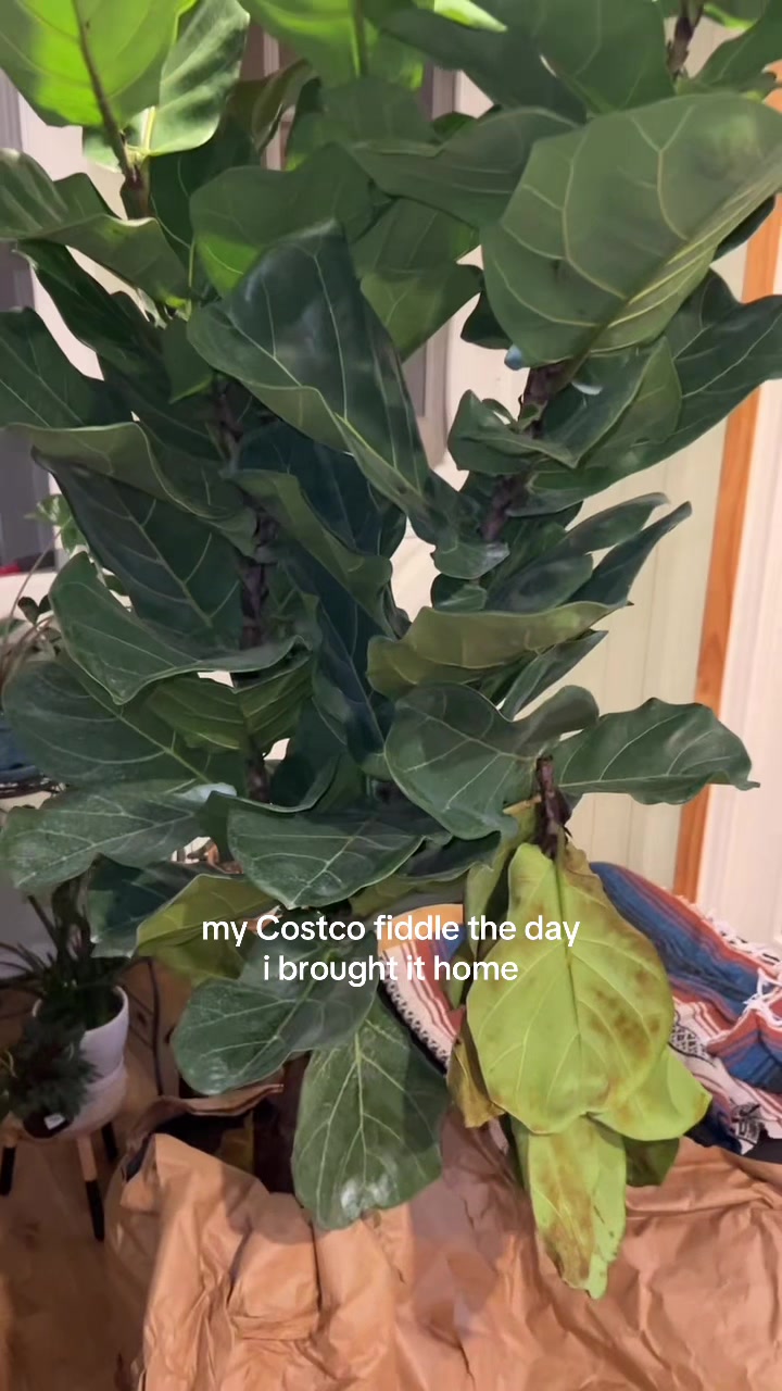 @Plantpusherr