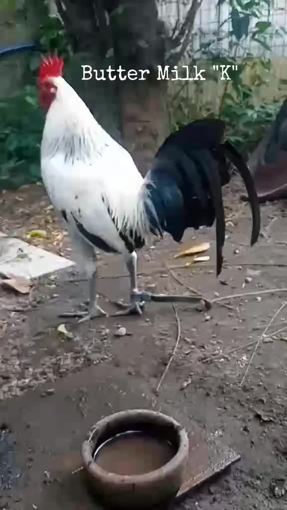 @King Atoy Gamefowl